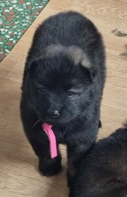 Les chiots de Eurasier