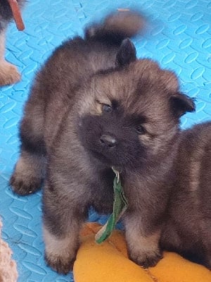 Mr Collier Vert - Eurasier