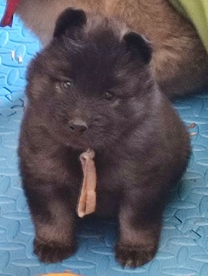 Miss collier Blanc - Eurasier