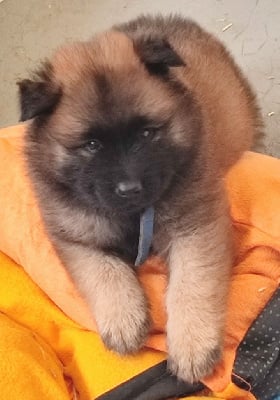 Les chiots de Eurasier