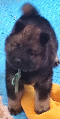 Les chiots de Eurasier