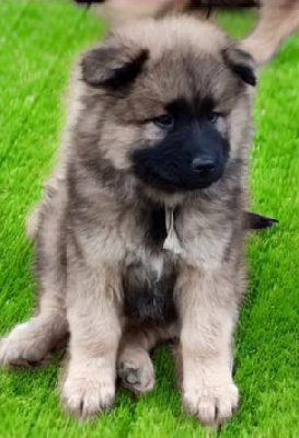 Les chiots de Eurasier