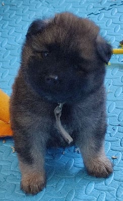 Les chiots de Eurasier