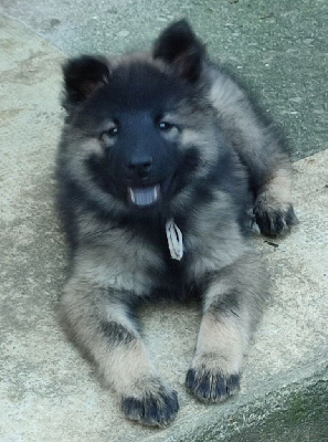 Les chiots de Eurasier