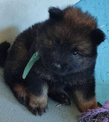 Les chiots de Eurasier