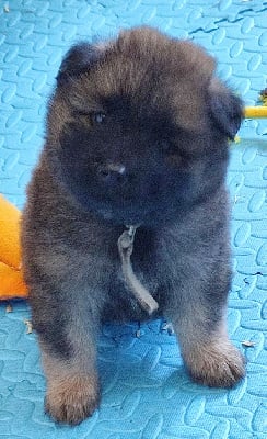 Mr collier Gris - Eurasier