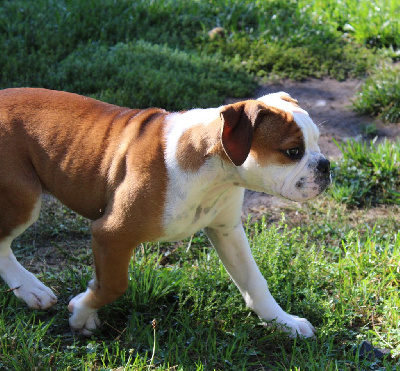 Les chiots de Bulldog continental