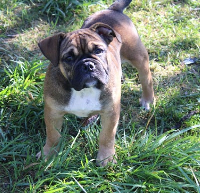 Les chiots de Bulldog continental