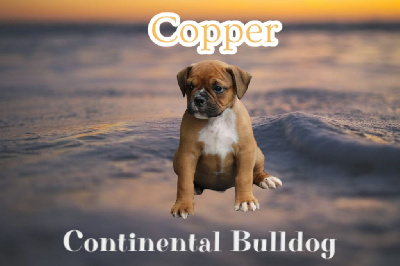 Les chiots de Bulldog continental