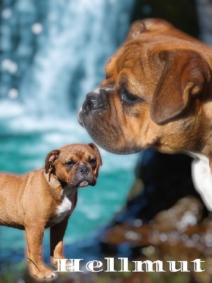 Les chiots de Bulldog continental