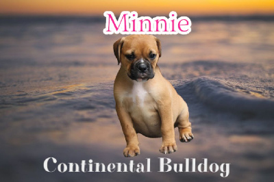 Les chiots de Bulldog continental