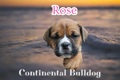 Les chiots de Bulldog continental