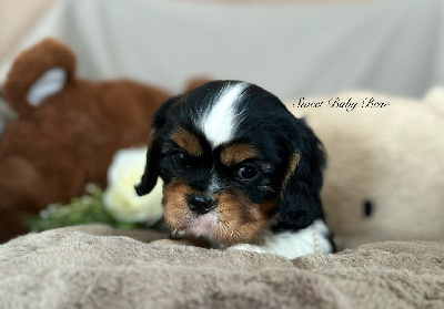 Les chiots de Cavalier King Charles Spaniel