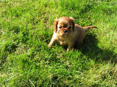 Les chiots de Cavalier King Charles Spaniel