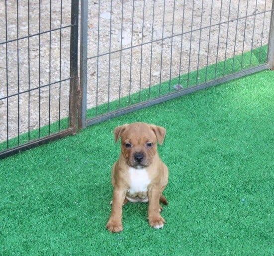 CHIOT 6 - Staffordshire Bull Terrier