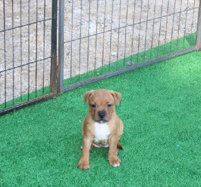 Les chiots de Staffordshire Bull Terrier