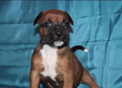 Les chiots de Staffordshire Bull Terrier