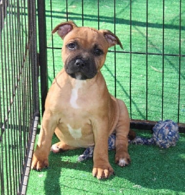 Les chiots de Staffordshire Bull Terrier