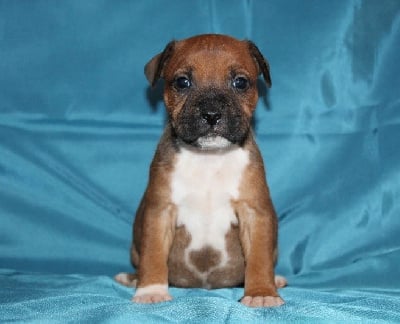 Les chiots de Staffordshire Bull Terrier