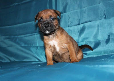 Les chiots de Staffordshire Bull Terrier