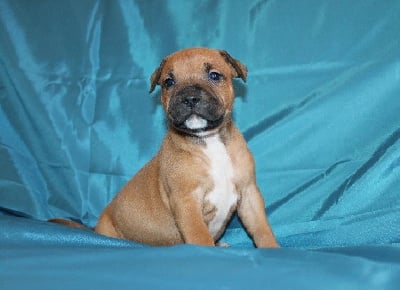 Les chiots de Staffordshire Bull Terrier