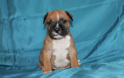 Les chiots de Staffordshire Bull Terrier