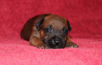 Les chiots de Staffordshire Bull Terrier