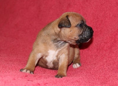 Les chiots de Staffordshire Bull Terrier