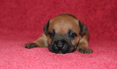 Les chiots de Staffordshire Bull Terrier