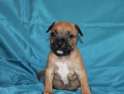 Les chiots de Staffordshire Bull Terrier