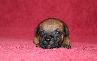 Les chiots de Staffordshire Bull Terrier