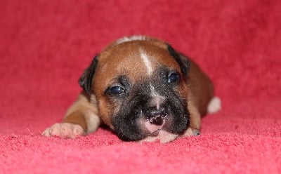 Les chiots de Staffordshire Bull Terrier