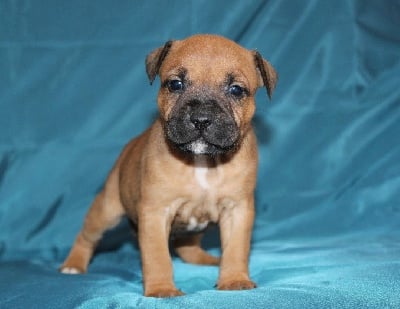 Les chiots de Staffordshire Bull Terrier