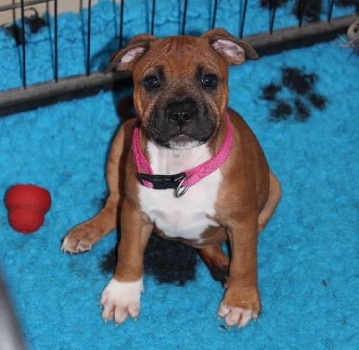 Les chiots de Staffordshire Bull Terrier