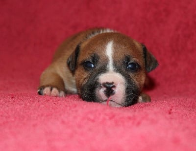 Les chiots de Staffordshire Bull Terrier