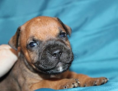 Les chiots de Staffordshire Bull Terrier