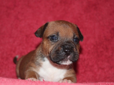 Les chiots de Staffordshire Bull Terrier