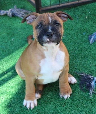 Les chiots de Staffordshire Bull Terrier