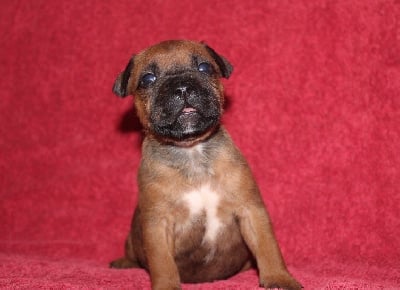 Les chiots de Staffordshire Bull Terrier