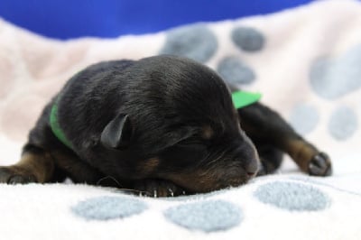 Les chiots de Rottweiler