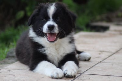 Les chiots de Berger Australien