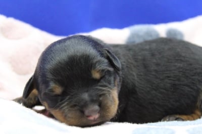 Les chiots de Rottweiler