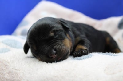 Les chiots de Rottweiler