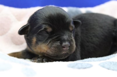 Les chiots de Rottweiler