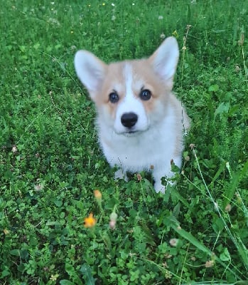 Les chiots de Welsh Corgi Pembroke