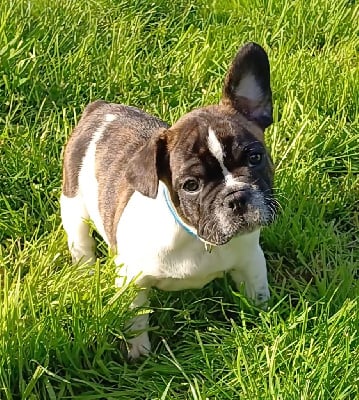 Les chiots de Bouledogue français