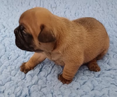 Les chiots de Bouledogue français