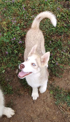 Les chiots de Siberian Husky