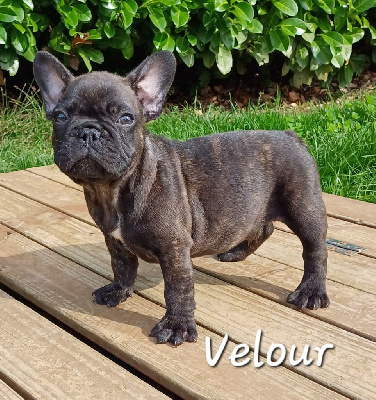 Les chiots de Bouledogue français