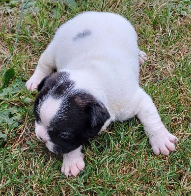 Les chiots de Bouledogue français